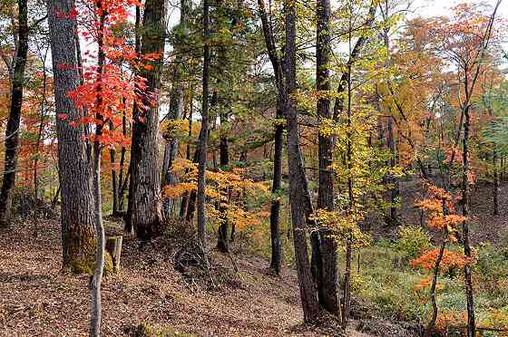 9 月 1 日起施行《吉林省古树名木保护条例》(图1)