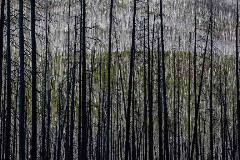 东北不列颠哥伦比亚省森林火灾危机：干旱加剧风险，生态与民生面临双重考验(图1)