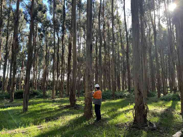 从原生林到人工林：昆士兰州用研发基金撬动可持续木材产业未来(图1)