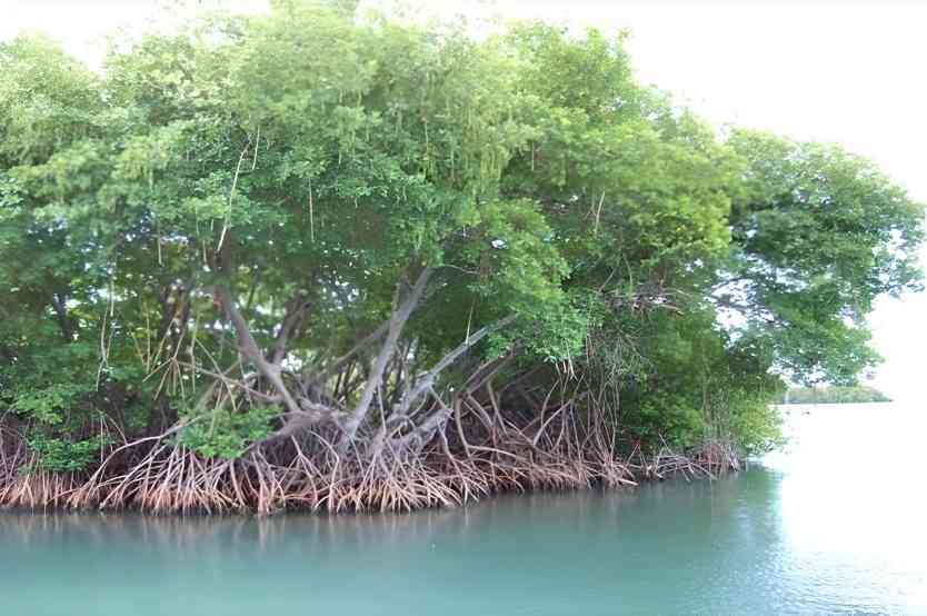 巴基斯坦红树林守护海岸线，更撑起渔业与生态旅游的“绿色经济”(图1)