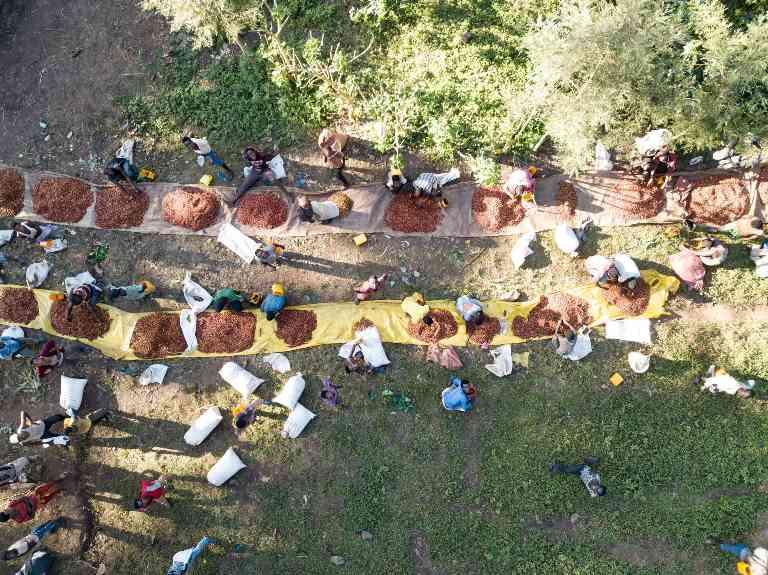 从胶合板到咖啡豆：欧盟毁林法规下，谁在为全球供应链“买单”？(图3)