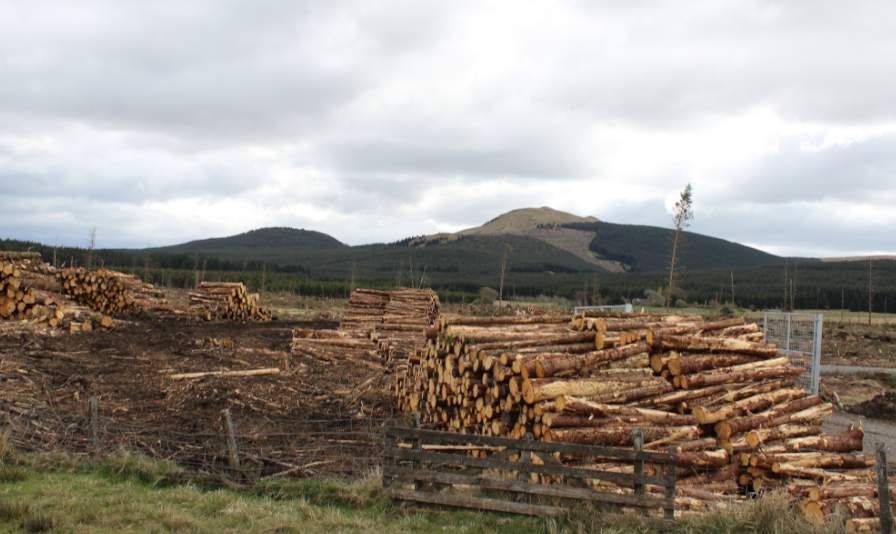 “无纸化”通关！中澳木材贸易按下快进键，16亿大单复苏信号拉响！(图2)