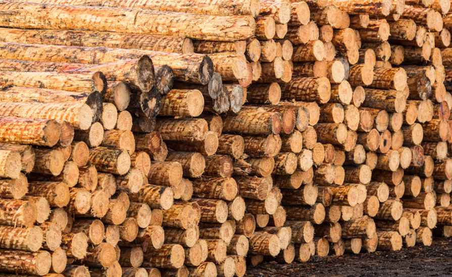 “无纸化”通关！中澳木材贸易按下快进键，16亿大单复苏信号拉响！(图3)