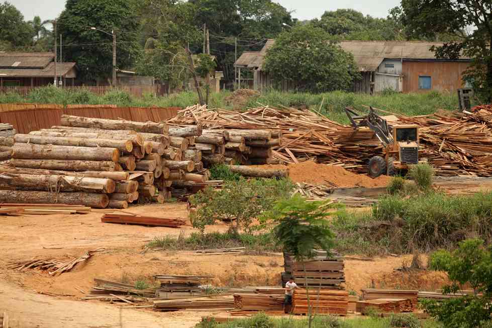 美国关税升至 50% 冲击巴西木材出口：订单取消潮来袭，产区停工风险加剧(图1)