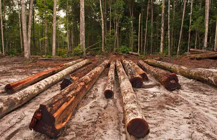 出口下滑22.9%，木材出口仍是关键支柱行业！(图3)