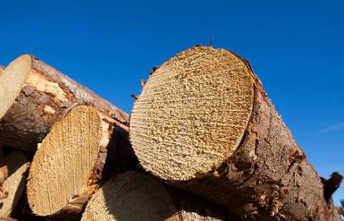 芬兰7月原木市场：常备销售价格下滑，贸易量同比降幅超三成(图1)