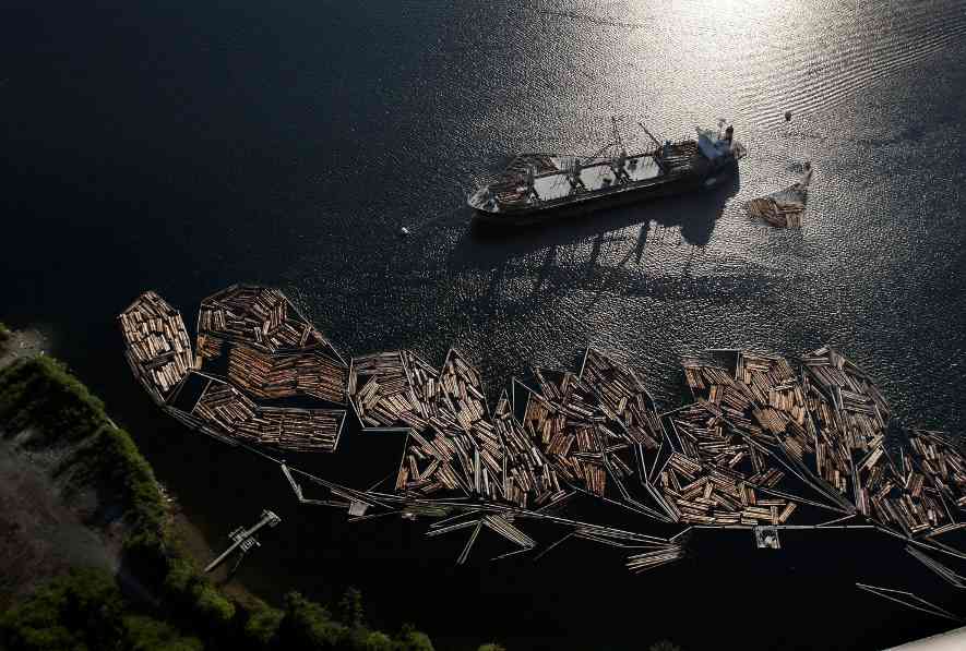 伐木限制+对华禁令双重打击：阿拉斯加锡特卡云杉短缺，施坦威钢琴供应告急(图3)