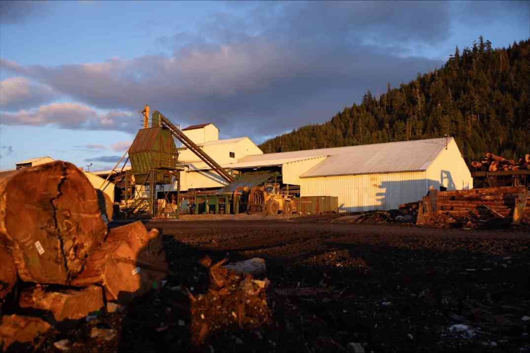 伐木限制+对华禁令双重打击：阿拉斯加锡特卡云杉短缺，施坦威钢琴供应告急(图2)