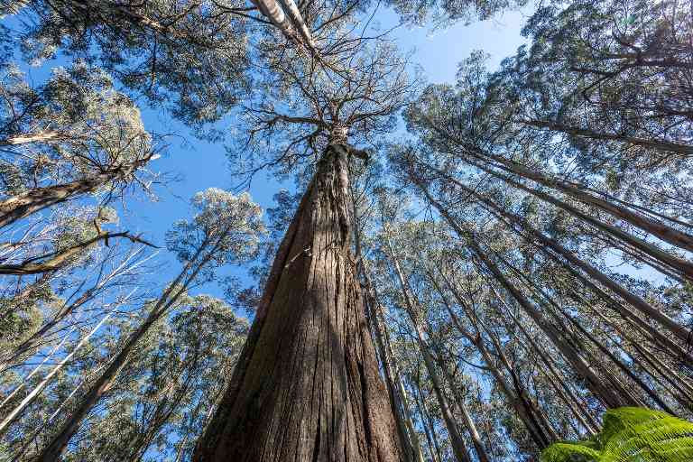 每升温 1 度树密度降 9%！山灰林碳汇功能弱化，研究指间伐可破局(图1)