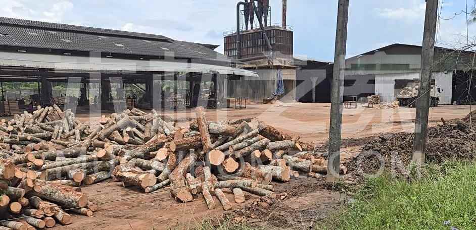 中国狂买！泰国橡胶木价格连涨！但工厂：货快没了，成本更愁人(图3)