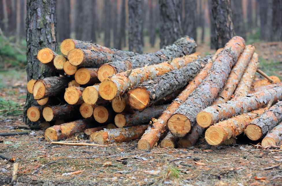 木材进口暴跌近四成！昔日老大“被踢出局”，其他小国闷声发大财(图4)