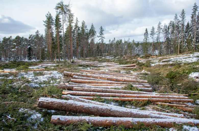 这国对中国木材单月出口增长138%！(图3)