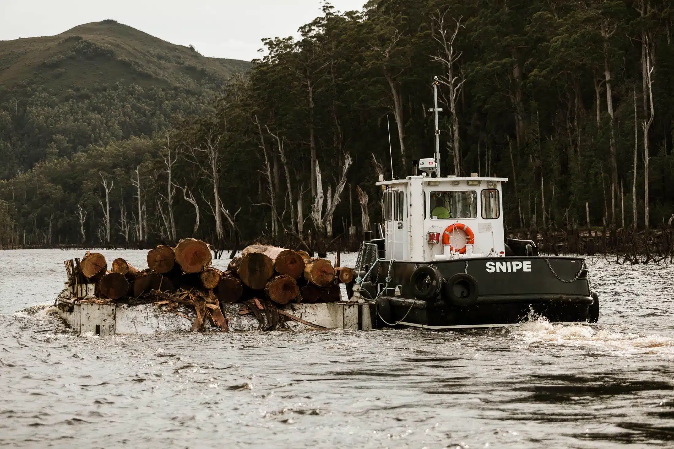 水下“木材宝库”待开发：Hydrowood迎重大投资，塔斯马尼亚区域就业链将受益(图3)