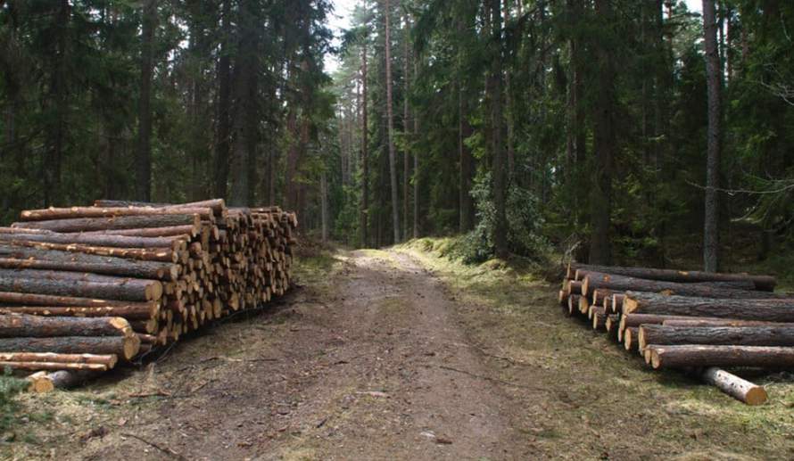 这国对中国木材单月出口增长138%！(图1)