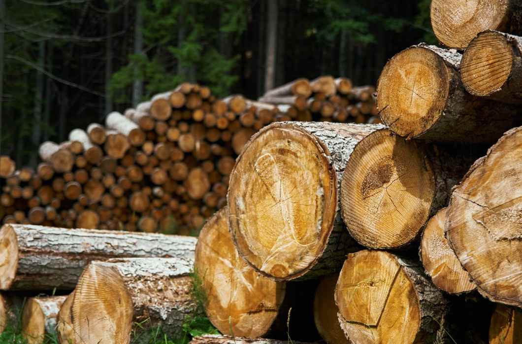 突发！木材期货价格大跌19.5%！(图1)