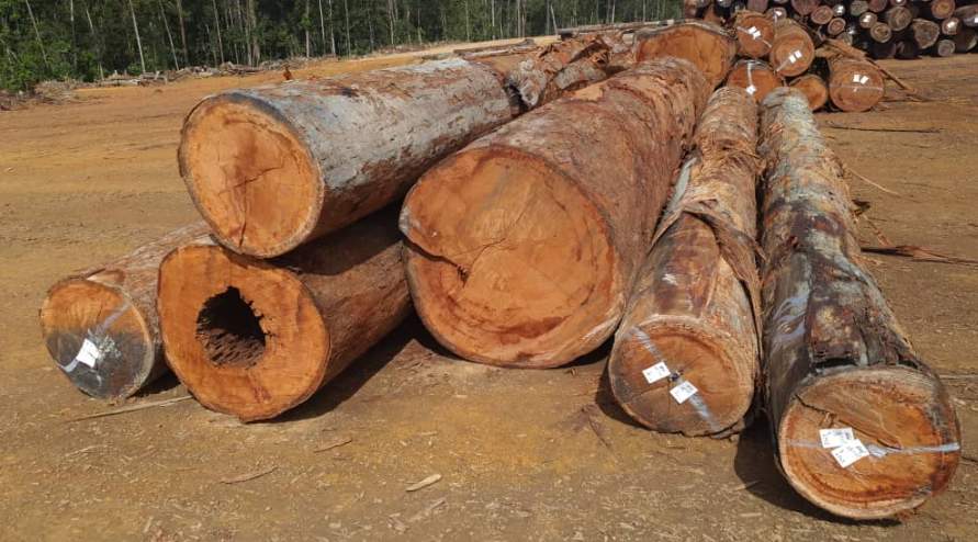 对中国木材出口大跌26%！马来西亚：坚决禁止原木出口(图2)