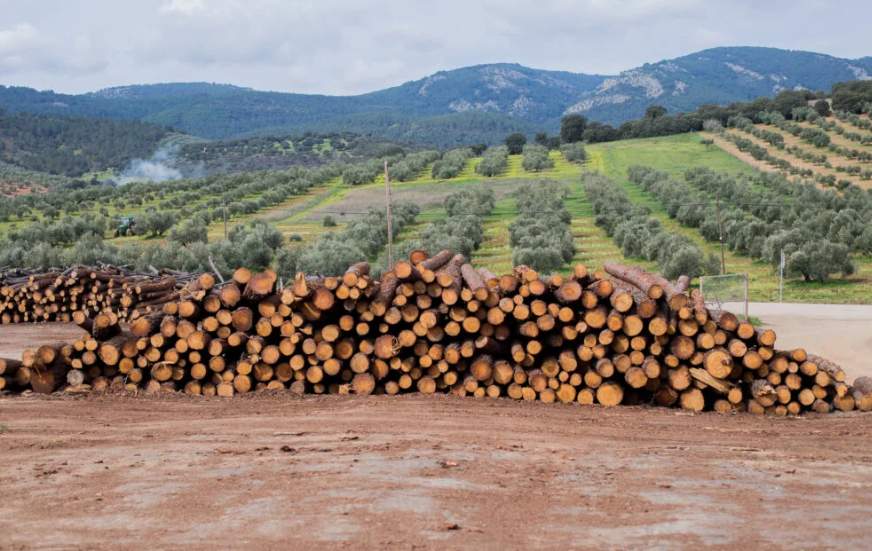 对中国木材出口大跌26%！马来西亚：坚决禁止原木出口(图4)