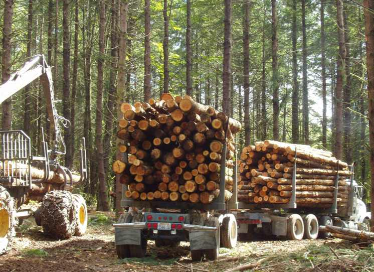 量缩价升！原木短缺、锯材过剩，中国买家如何破局？(图4)