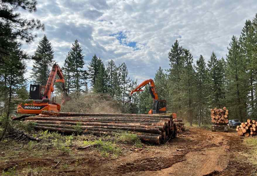 量缩价升！原木短缺、锯材过剩，中国买家如何破局？(图3)