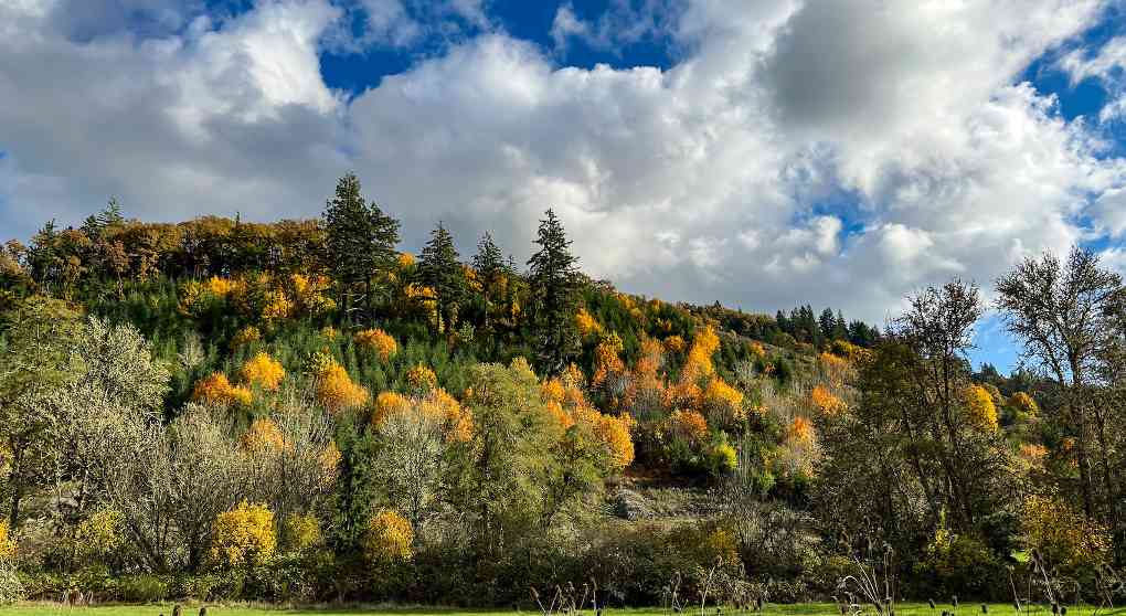 国际研究证实：混合物种林业可同时提升碳封存与森林生产力(图1)