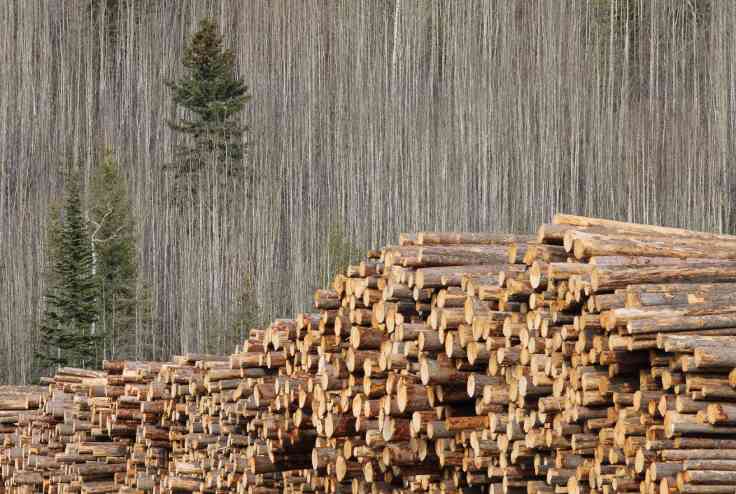 这地再投资3000万支持林业工人！(图2)