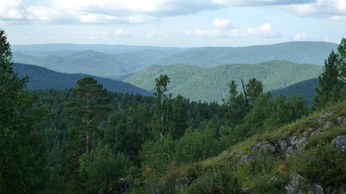 制裁下的俄罗斯林业危机：西伯利亚木材巨头托博尔申请破产(图2)