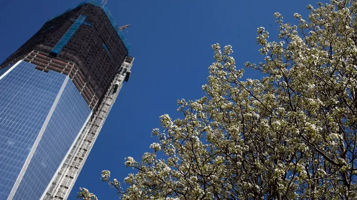 生命之树：9/11幸存梨树如何从废墟中重生为希望象征(图1)
