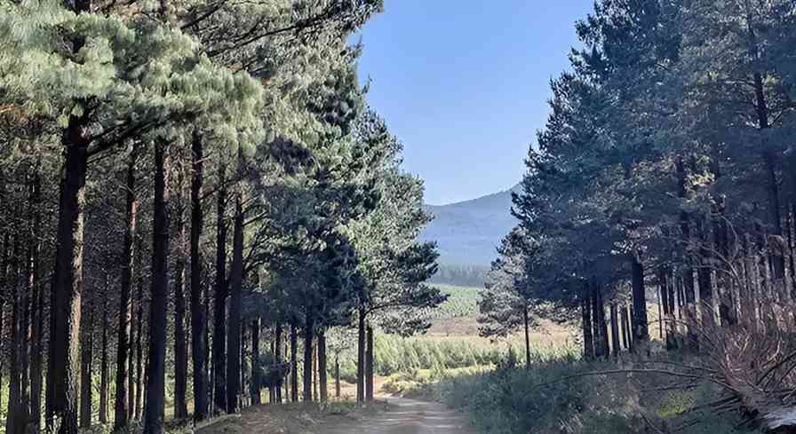 非洲林业投资新篇章：New Forests战略布局南非14,000公顷种植园(图1)